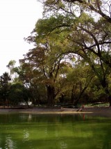 arbol lago1